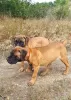 Photo №2 de l'annonce № 24380 de la vente bullmastiff - acheter à Fédération de Russie annonce privée