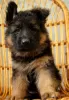 Photos supplémentaires: Chiots berger allemand à poil long