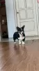 Photos supplémentaires: Cardigan Welsh Corgi