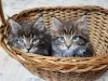 Photo №1. maine coon - à vendre en ville de Kharkov | 335€ | Annonce № 38812