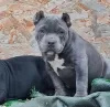 Photo №4. Je vais vendre american bully en ville de Krasnodar. annonce privée - prix - 739€