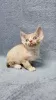 Photo №1. devon rex - à vendre en ville de Дрезден | 350€ | Annonce № 128579