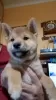 Photo №1. shiba - à vendre en ville de Seden | négocié | Annonce №121332