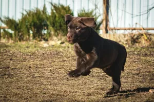 Photo №4. Je vais vendre labrador retriever en ville de Saint-Pétersbourg. de la fourrière - prix - 489€