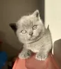 Photo №1. british shorthair - à vendre en ville de Berlin | 300€ | Annonce № 101673