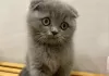 Photo №1. scottish fold - à vendre en ville de Остенде | Gratuit | Annonce № 128207