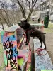 Photos supplémentaires: tricot. Cane corso mâle