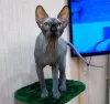 Photo №4. Je vais vendre sphynx en ville de Ivanovo. éleveur - prix - négocié