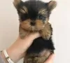 Photo №1. yorkshire terrier - à vendre en ville de Berlin | Gratuit | Annonce №95717