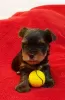 Photo №4. Je vais vendre yorkshire terrier en ville de Nuremberg. annonce privée - prix - 1100€