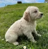 Photo №2 de l'annonce № 41480 de la vente golden retriever - acheter à Allemagne annonce privée