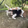 Photo №1. beagle - à vendre en ville de Essen | 200€ | Annonce №129930