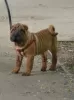 Photo №2 de l'annonce № 52635 de la vente shar pei - acheter à Fédération de Russie annonce privée