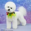 Photo №1. bichon à poil frisé - à vendre en ville de Москва | négocié | Annonce №76416