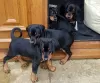 Photo №3. De beaux chiots Doberman,. Irlande