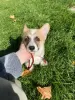 Photos supplémentaires: Corgi Welpen