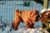 Photo №2 de l'annonce № 8606 de la vente shar pei - acheter à Fédération de Russie annonce privée