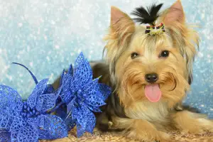 Photo №2 de l'annonce № 4487 de la vente yorkshire terrier - acheter à Fédération de Russie éleveur