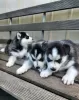 Photo №1. husky de sibérie - à vendre en ville de Berlin | 350€ | Annonce №116814