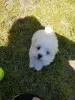 Photo №1. bichon maltais - à vendre en ville de Newtown | 800€ | Annonce №11836