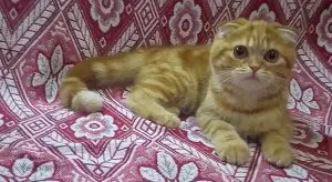 Photo №1. scottish fold - à vendre en ville de Armavir | 115€ | Annonce № 3305