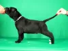 Photos supplémentaires: Chiots Cane Corso à vendre