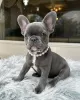 Photo №1. bouledogue - à vendre en ville de Aalst | 380€ | Annonce №96317