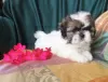 Photo №4. Je vais vendre shih tzu en ville de Lisbon.  - prix - négocié