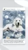 Photo №1. golden retriever - à vendre en ville de Magnitogorsk | négocié | Annonce №7028