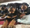 Photos supplémentaires: Les chiots Rottweiler veulent rencontrer leurs nouveaux propriétaires