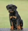 Photo №4. Je vais vendre rottweiler en ville de Нови Сад. éleveur - prix - négocié