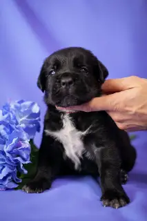 Photos supplémentaires: Superbes chiots Cane Corso