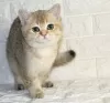 Photo №1. british shorthair - à vendre en ville de Tachkent | négocié | Annonce № 60155