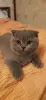 Photo №4. Je vais vendre scottish fold en ville de Монсегюр. annonce privée - prix - négocié