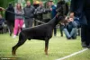 Photos supplémentaires: Chiots Dobermann