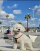 Photo №3. Bichon frisé. Allemagne