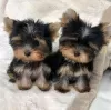 Photo №1. yorkshire terrier - à vendre en ville de Братислава | négocié | Annonce №71113