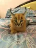 Photos supplémentaires: chatons caracal et caracat disponibles