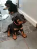 Photo №1. rottweiler - à vendre en ville de Jeddah | négocié | Annonce №20969