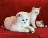 Photo №4. Je vais vendre british shorthair en ville de Лиепая. éleveur - prix - 1000€