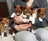 Photo №1. basenji - à vendre en ville de Minsk | 607€ | Annonce №94208