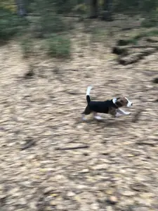 Photos supplémentaires: Chiot Beagle