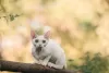 Photo №2 de l'annonce № 20685 de la vente devon rex - acheter à Fédération de Russie annonce privée, de la fourrière, éleveur