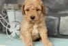 Photo №2 de l'annonce № 126258 de la vente labradoodle - acheter à Allemagne annonce privée