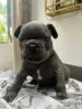 Photo №1. bouledogue - à vendre en ville de Seven Springs | 284€ | Annonce №115039