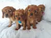 Photo №4. Je vais vendre cavalier king charles spaniel en ville de Калифорния Сити. éleveur - prix - 473€