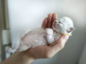 Photo №3. Beau chaton aux yeux bleus. Fédération de Russie