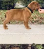 Photo №1. dogue de bordeaux - à vendre en ville de Kecskemét | 1400€ | Annonce №8072