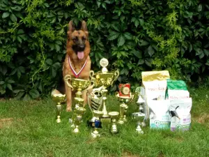 Photos supplémentaires: CHIOTS DE BERGERS ALLEMANDS