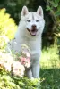 Photo №1. husky de sibérie - à vendre en ville de Mariupol | négocié | Annonce №13260